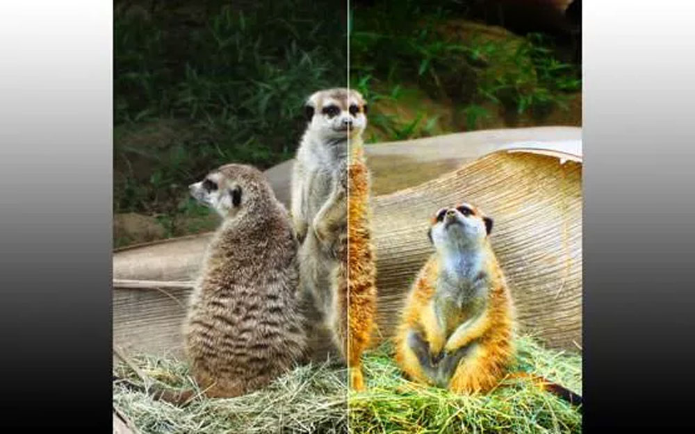 چگونه هنگام خرید تلویزیون تصویر درست را از غلط تشخیص دهیم؟ _ زیگمو 