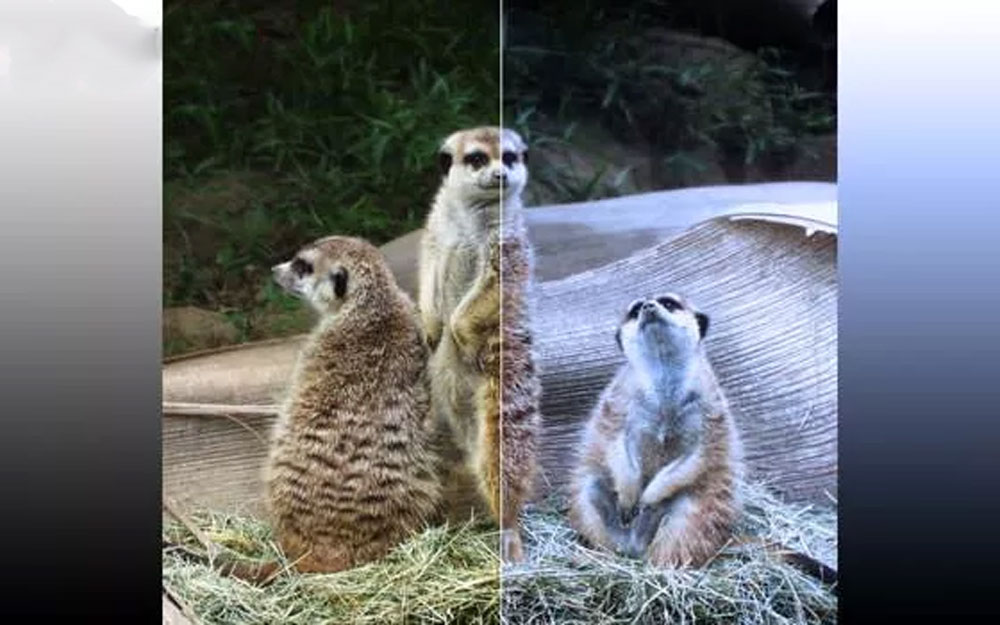 چگونه هنگام خرید تلویزیون تصویر درست را از غلط تشخیص دهیم؟ _ زیگمو 