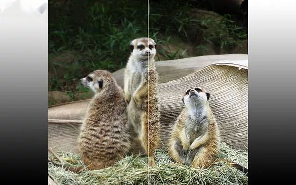 چگونه هنگام خرید تلویزیون تصویر درست را از غلط تشخیص دهیم؟ _ زیگمو 